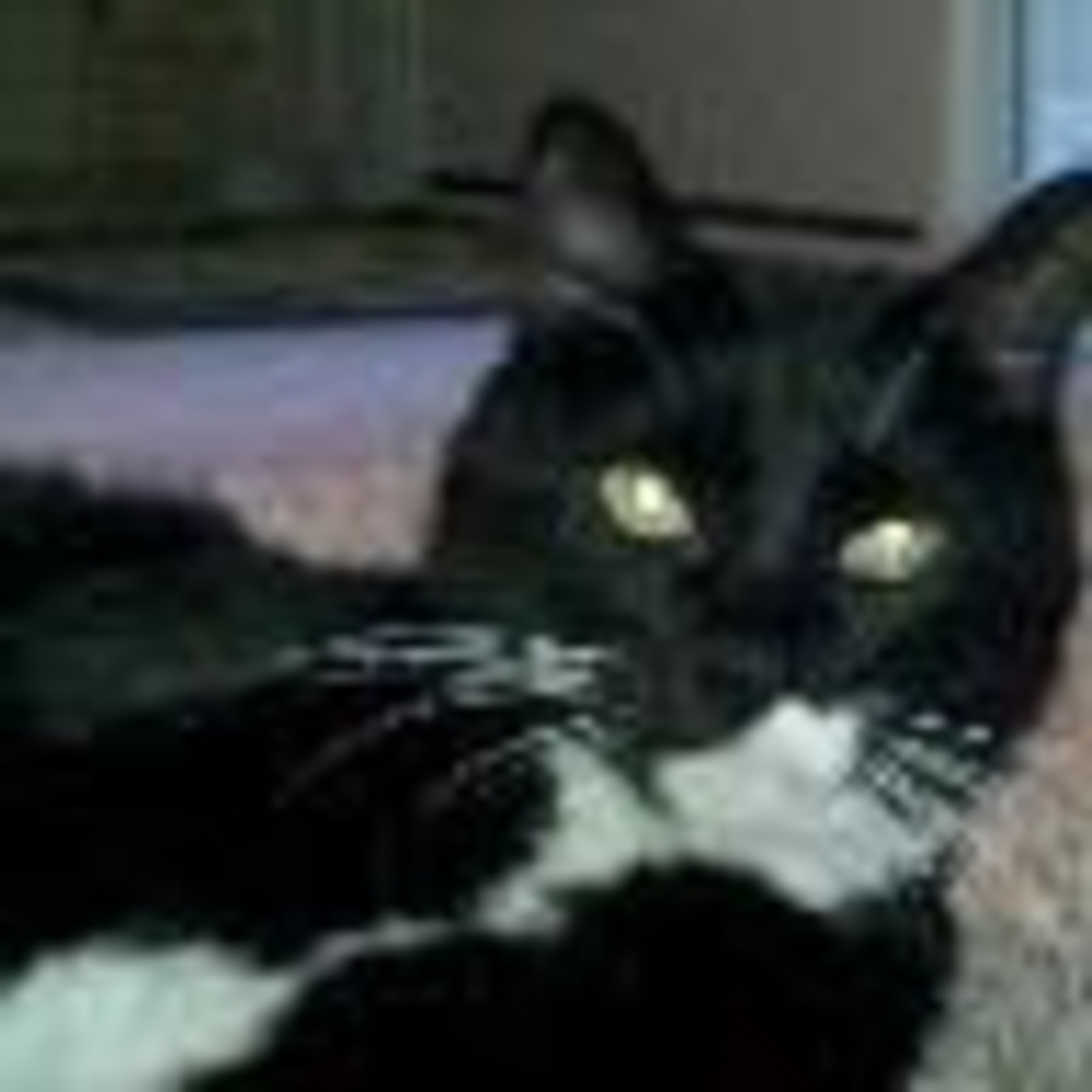 Meet your Posher, Celeste